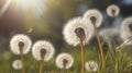 Dandelion Dance: Whimsical Seeds Floating Across a Sunlit Spring-Summer Garden Lawn.