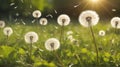 Dandelion Dance: Whimsical Seeds Floating Across a Sunlit Spring-Summer Garden Lawn.