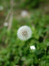 Dandelion, Dandelion is also known as wild lettuce, spearhead or plowshare Royalty Free Stock Photo