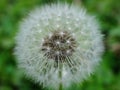 Dandelion, Dandelion is also known as wild lettuce, spearhead or plowshare Royalty Free Stock Photo