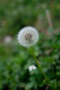 Dandelion, Dandelion is also known as wild lettuce, spearhead or plowshare Royalty Free Stock Photo