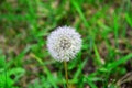 Dandelion,Dandelion field