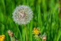 Dandelion. Dandelion seed