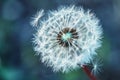 Dandelion. Dandelion fluff. Dandelion tranquil abstract closeup art background Royalty Free Stock Photo