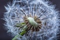 Dandelion. Dandelion fluff. Dandelion tranquil abstract closeup art background Royalty Free Stock Photo