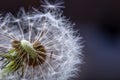 Dandelion. Dandelion fluff. Dandelion tranquil abstract closeup art background Royalty Free Stock Photo