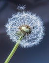 Dandelion. Dandelion fluff. Dandelion tranquil abstract closeup art background