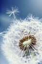 Dandelion. Dandelion fluff. Dandelion tranquil abstract closeup art background Royalty Free Stock Photo