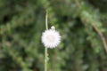 Dandelion. Dandelion fluff. Dandelion tranquil abstract closeup art background Royalty Free Stock Photo