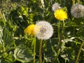 Dandelion. Dandelion fluff. Dandelion tranquil abstract closeup art background. Royalty Free Stock Photo