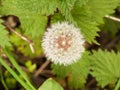 Dandelion. Dandelion fluff. Dandelion tranquil abstract closeup Royalty Free Stock Photo