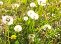 Dandelion. Dandelion fluff. Dandelion tranquil abstract closeup Royalty Free Stock Photo