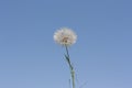 Dandelion. Dandelion fluff. Dandelion tranquil background. Clear blue sky photo