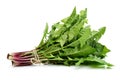 Dandelion, Dandelion Green, Leaf Vegetable