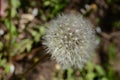 Dandelion Royalty Free Stock Photo