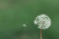 Dandelion Royalty Free Stock Photo