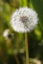 Dandelion