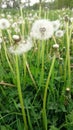 Macro details of a dandelions field Royalty Free Stock Photo