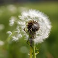 Dandelion on dark background, macro, generative AI content, dreamy artistic image of nature\'s beauty