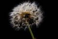 Dandelion on dark background, macro, generative AI content, dreamy artistic image of nature\'s beauty