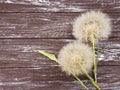 Dandelion delicate season antique on a wooden background flimsy Royalty Free Stock Photo