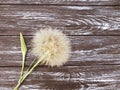 Dandelion delicate season on a wooden background flimsy Royalty Free Stock Photo