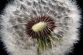 The wind blew the seeds of a dandelion. Template for posters, wallpapers, posters