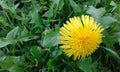 Dandelion ... desirable herbal medicine .