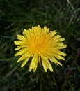 Dandelion Royalty Free Stock Photo