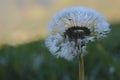 Dandelion with dew green grass Royalty Free Stock Photo