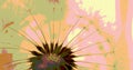 Dandelion downy head with seeds close up. Summer floral picture with pasteurization. Airy and fluffy horizontal stories. Yellow