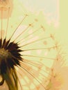 Dandelion downy head with seeds closeup. Summer floral vertical picture with pasteurization. Airy and fluffy. Light brown and