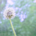 Dandelion white fluffy flower with abstract color on natural blue-green blurred spring background, selective focus.