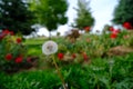 Dandelion Dreams Royalty Free Stock Photo