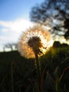 Dandelion dreams flower sunlight grass