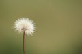 Dandelion Dreams Royalty Free Stock Photo