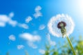 Dandelion Dreams: Nature\'s Whimsical Dance. Royalty Free Stock Photo