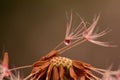 Dandelion seeds pink droplet Royalty Free Stock Photo