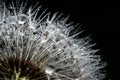 Dandelion with droplets Royalty Free Stock Photo