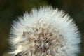 Dandelion with droplets of dew Royalty Free Stock Photo