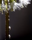 Dandelion Droplets Royalty Free Stock Photo