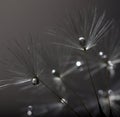 Dandelion Droplets Royalty Free Stock Photo