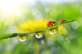 Dandelion in the drops of dew on the green grass and ladybugs. Royalty Free Stock Photo