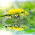 Dandelion in the drops of dew on the green grass. Royalty Free Stock Photo