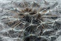 Dandelion with drops of dew or rain close-up Royalty Free Stock Photo