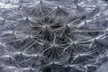 Dandelion with drops of dew or rain close-up, photo stylized as an oil painting