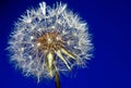 Dandelion drops flower summer Royalty Free Stock Photo