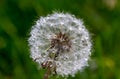 Dandelion with drops in green meadow Royalty Free Stock Photo