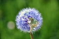 Dandelion with earth shape