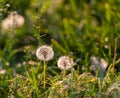 Dandelion in Evening Light Royalty Free Stock Photo